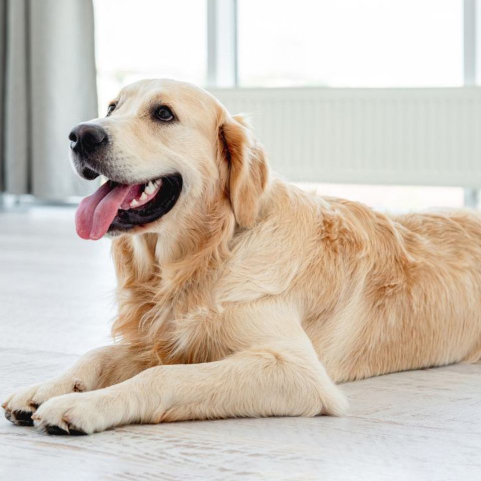 Golden retriever dog resting on the floor