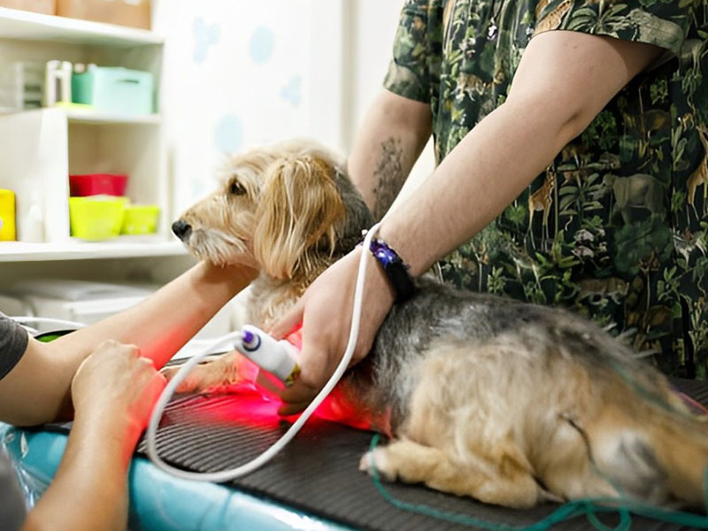 a dog being examined by a person