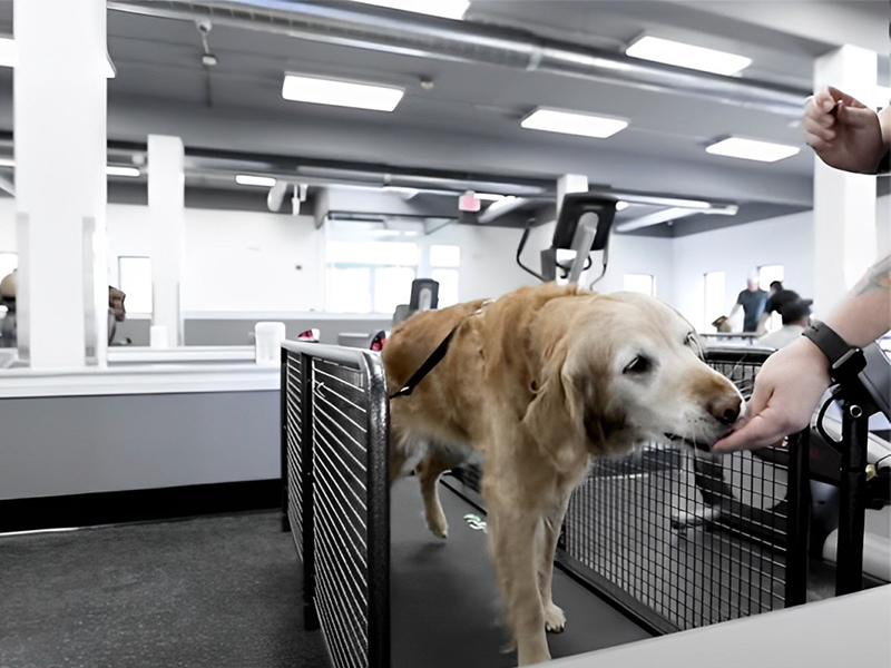 a dog getting rehabilitation training by a trainer in a rehabilitation room