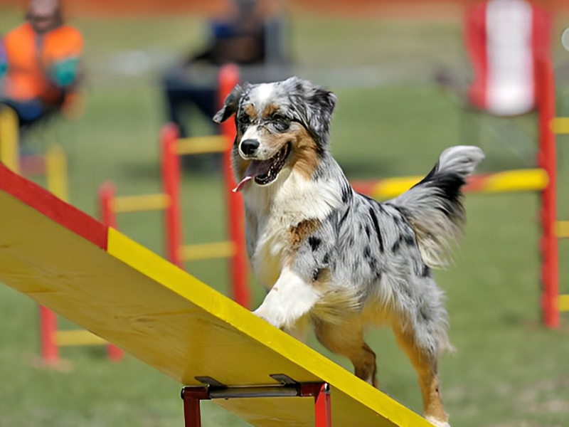 a dog leaping over a hurdle during an obstacle course race