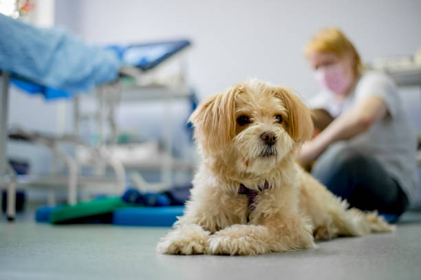 a dog sitting calmly on the floor of a veterinary office