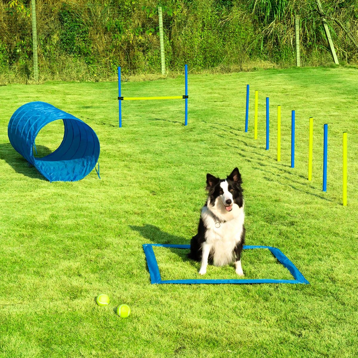 a dog sitting on grass with a ball and blue and yellow hoops nearby