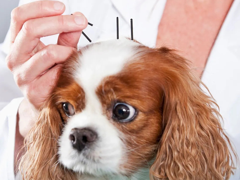 a vet acupuncturing a dog