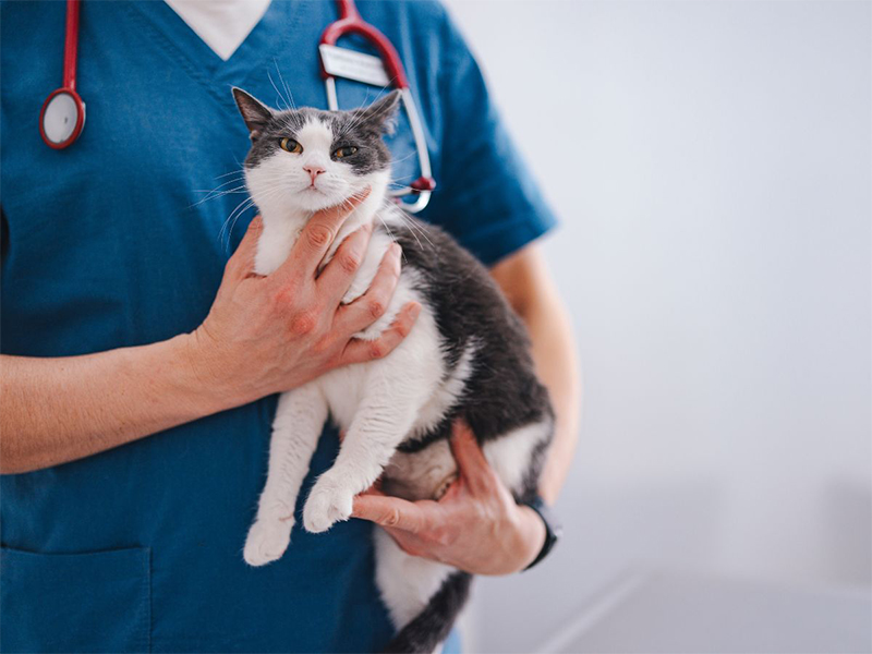 a vet gently cradling a cute cat in their arms