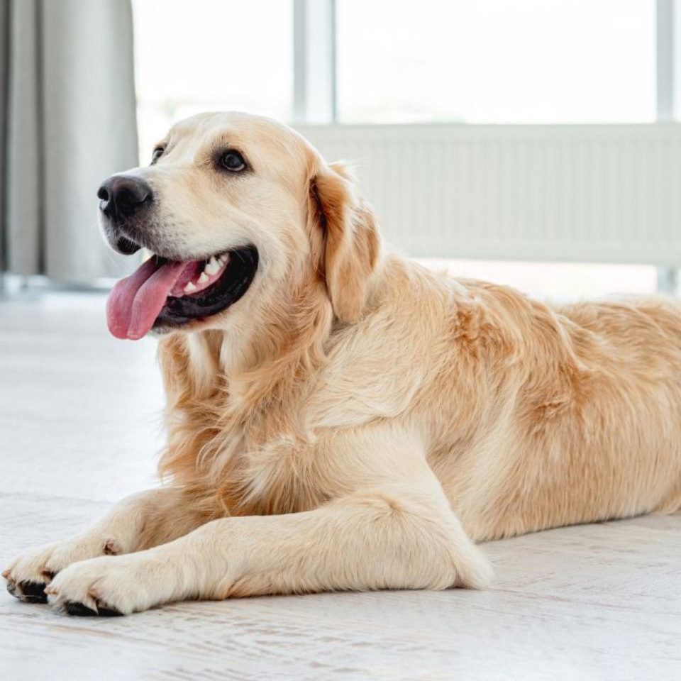Golden retriever lying on a wooden floor.