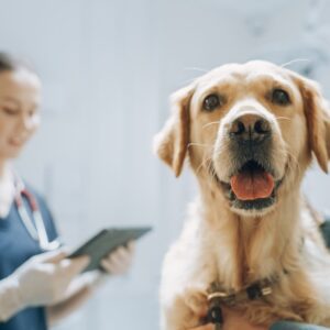 Dog at veterinary clinic with two veterinarians.