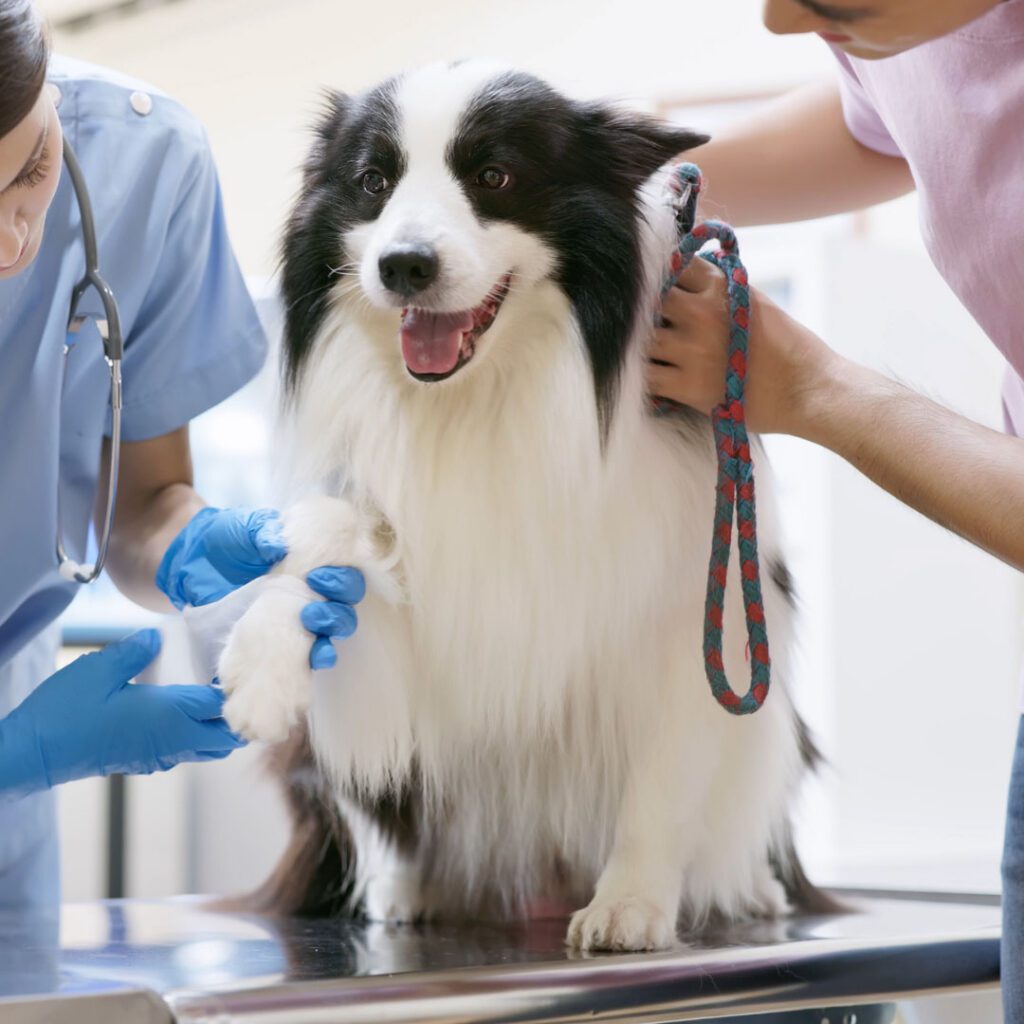 Dog being examined by a veterinarian.