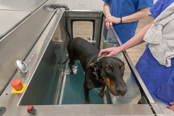 Dog undergoing hydrotherapy in water tank.