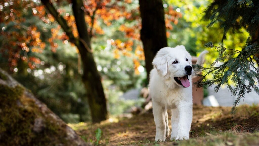 White puppy walking in a forest clearing.