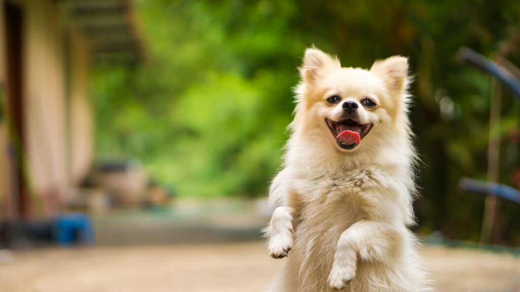 Happy Pomeranian dog standing on hind legs.