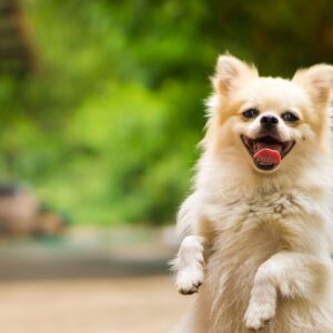 Happy Pomeranian dog standing on hind legs.