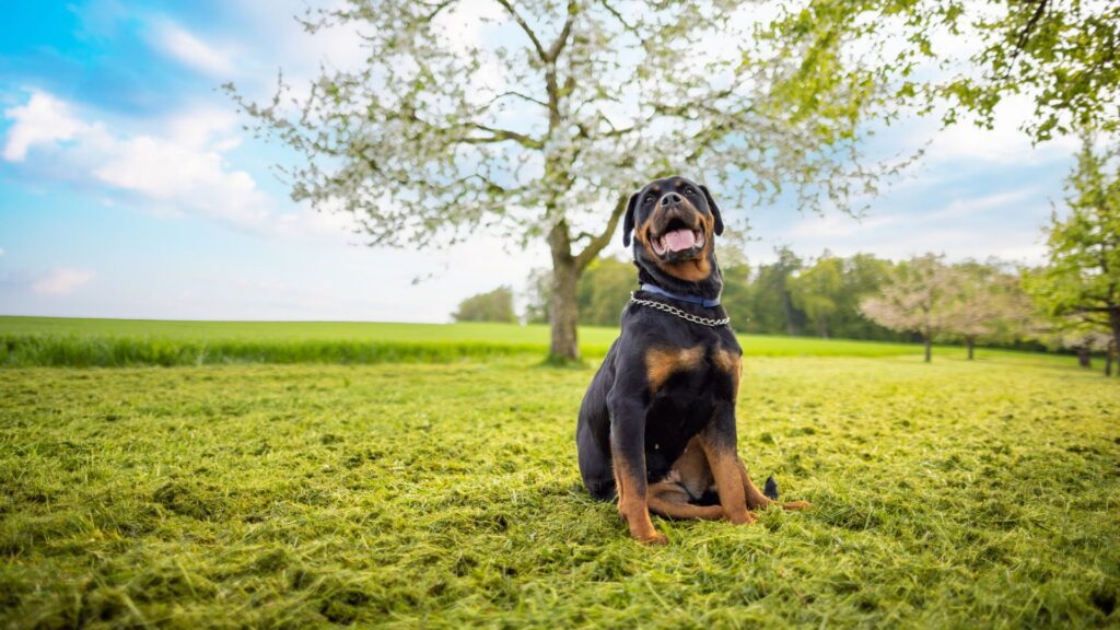 Rottweiler sitting on grass in sunny field.