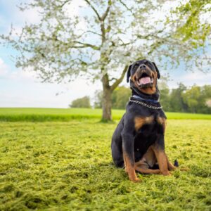 Rottweiler sitting on grass in sunny field.