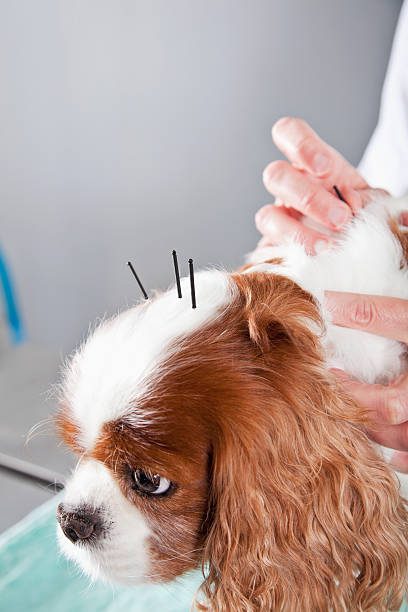 Dog receiving acupuncture treatment on head.