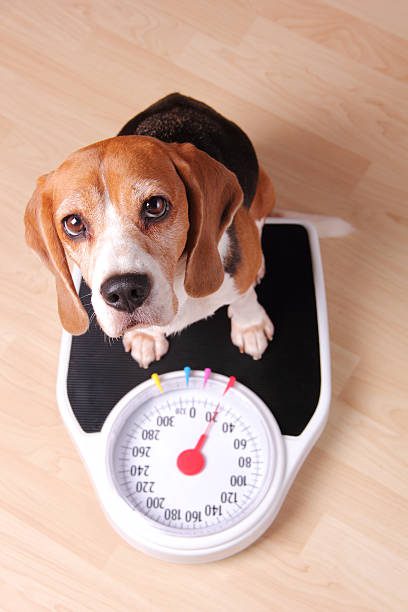 Beagle sitting on a bathroom scale.