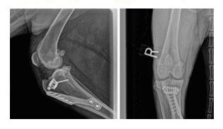 X-ray of animal leg with surgical implants.