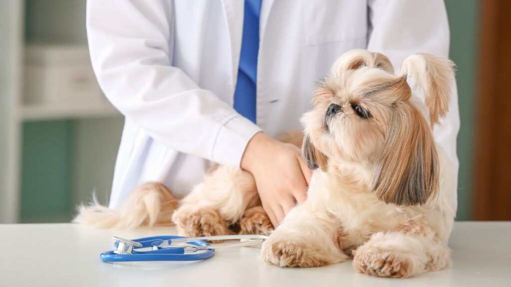 Dog at vet's office, stethoscope nearby.