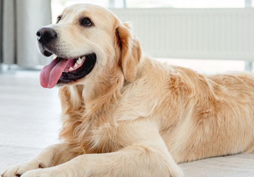 Golden retriever lying on a wooden floor.