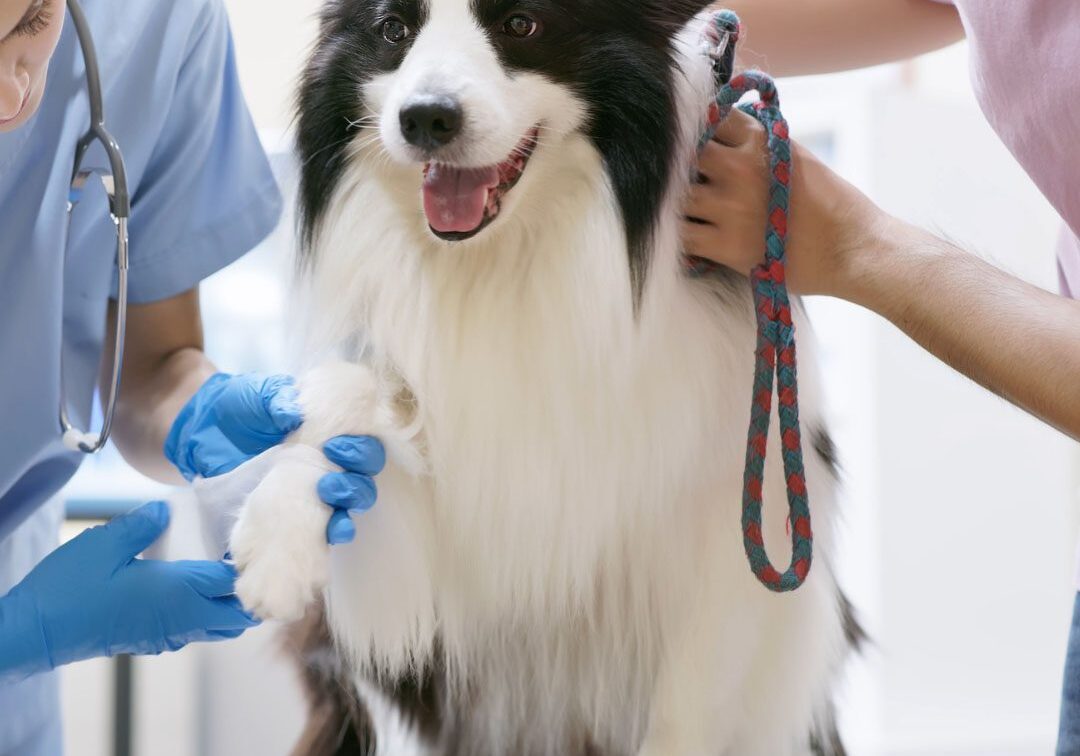 Dog being examined by a veterinarian.