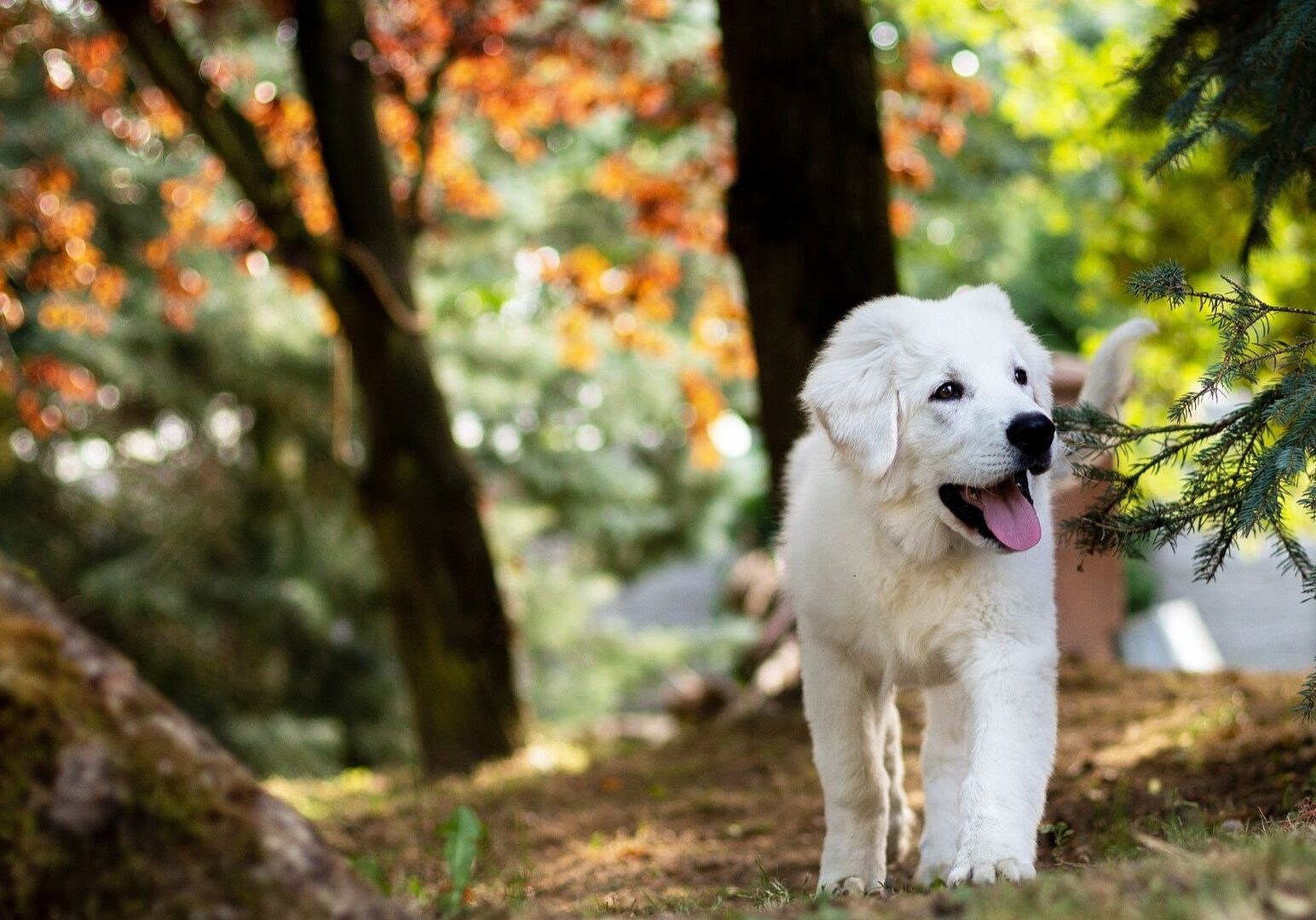 White puppy walking in a forest clearing.
