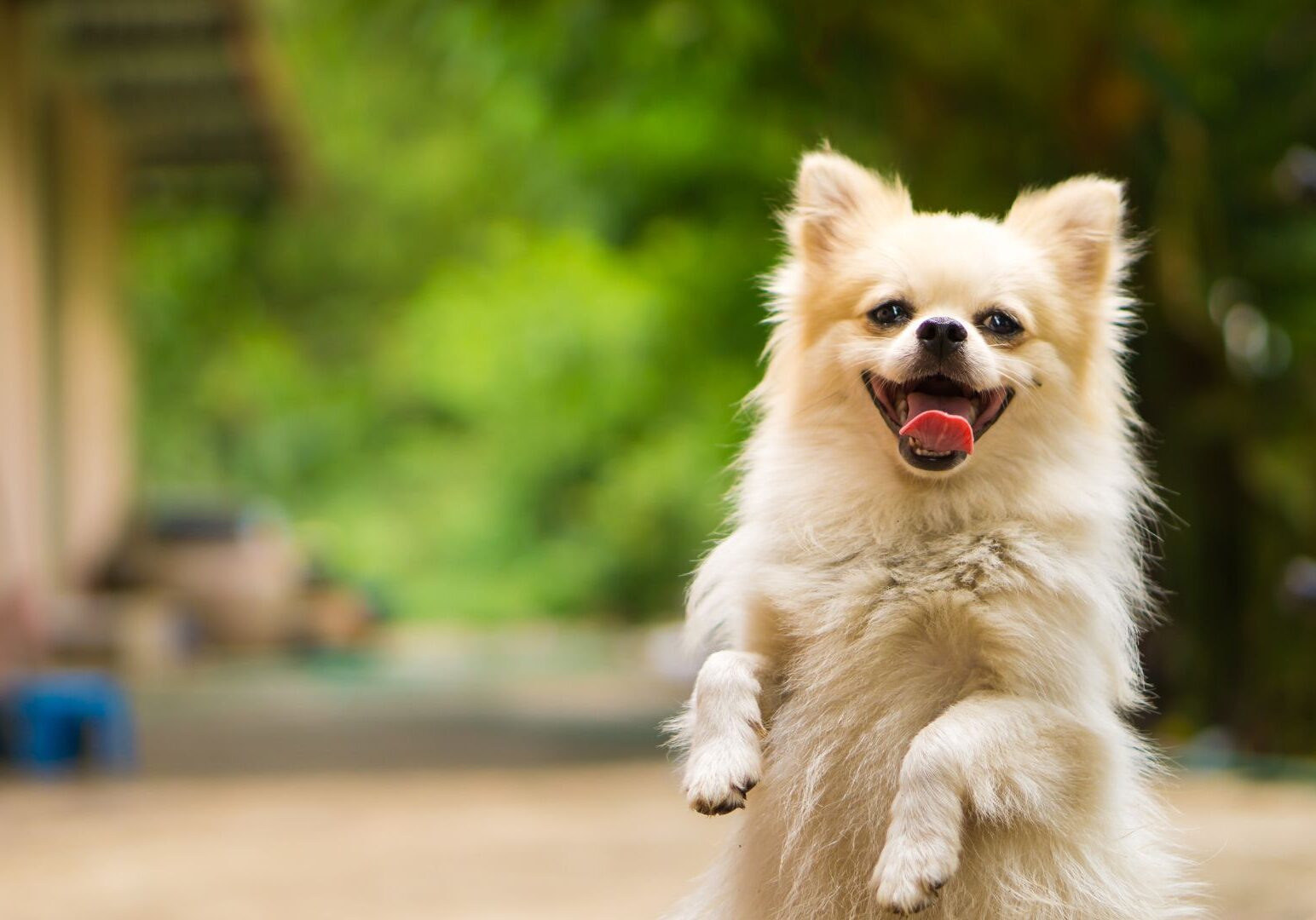 Happy Pomeranian dog standing on hind legs.