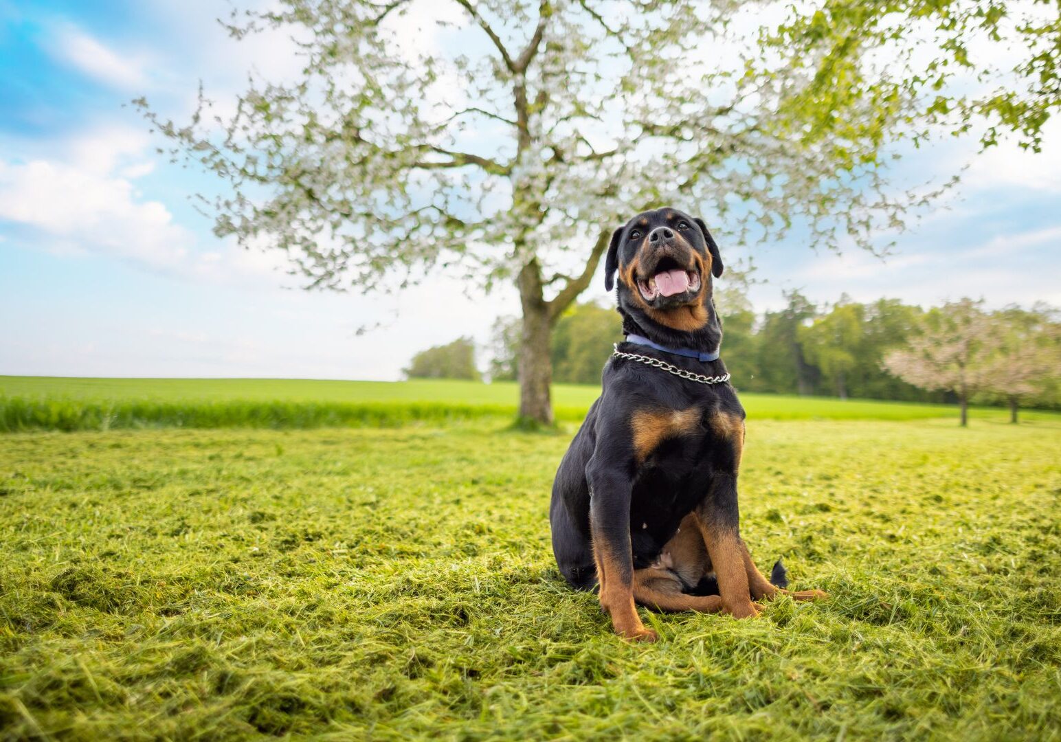 Rottweiler sitting on grass in sunny field.