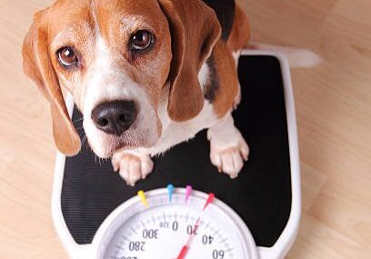Beagle sitting on a bathroom scale.