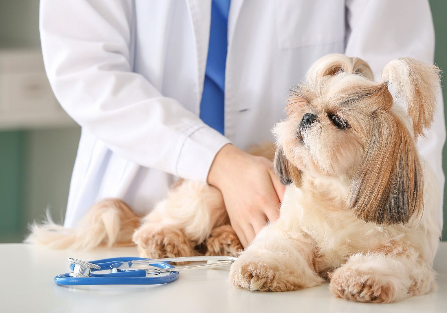 Dog at vet's office, stethoscope nearby.